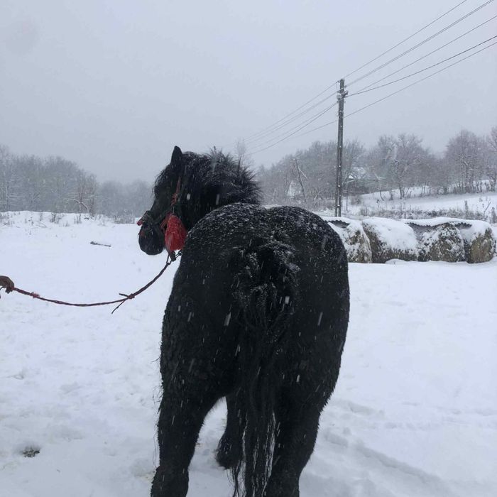 vând mânză de 3ani