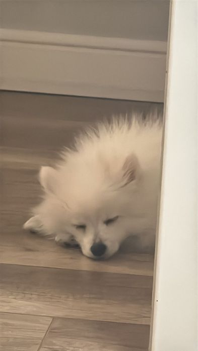 Продам щенка Японского шпица