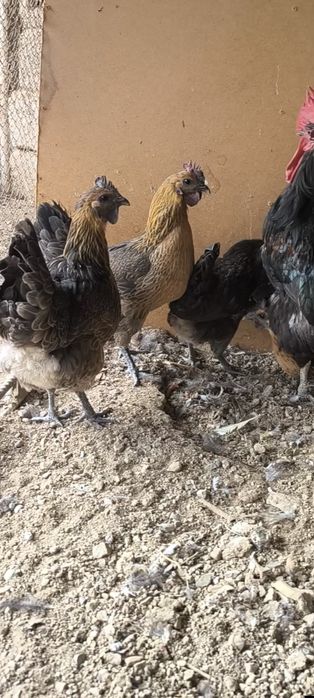 Lokadenza tovuqlari sotiladi Rossiya liniya privoznoy bollari