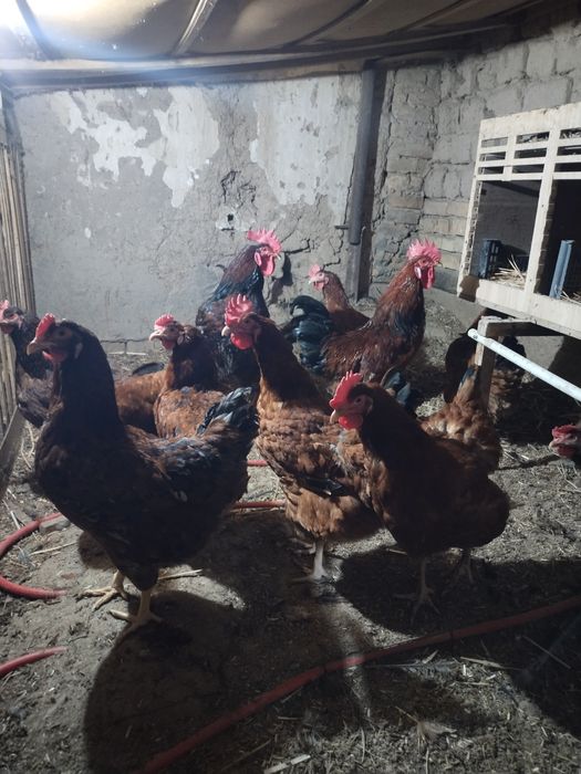 Продам ципля курочек и петухов