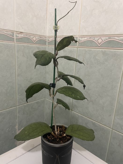 продам хои подростки