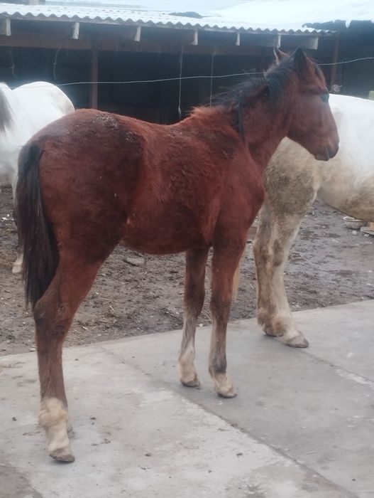 Жабағы сатылады еркек