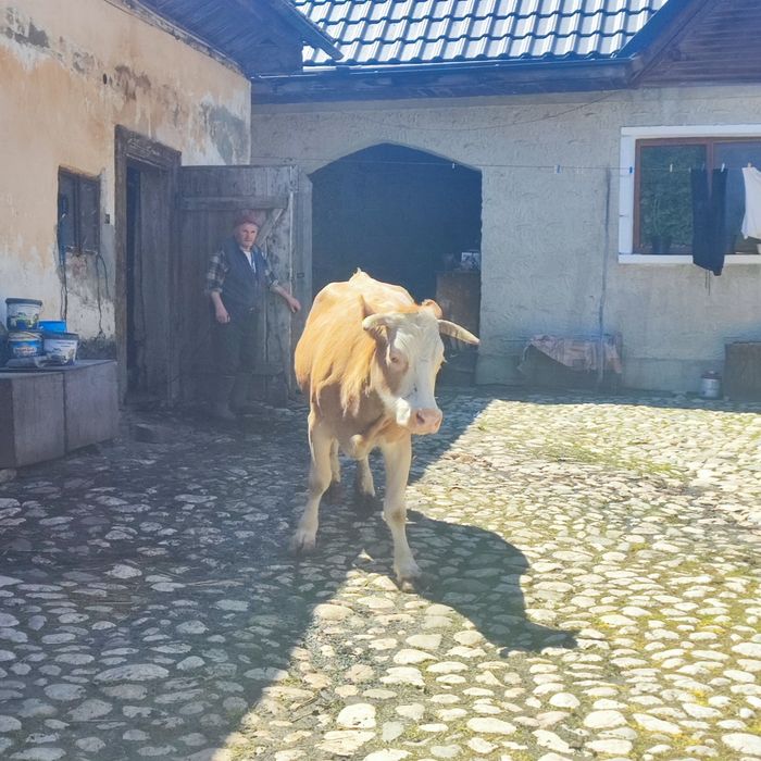 Vând Vacă pentru lapte