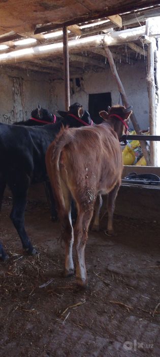 GʻUNOJIN sotiladi kafolati bilan
