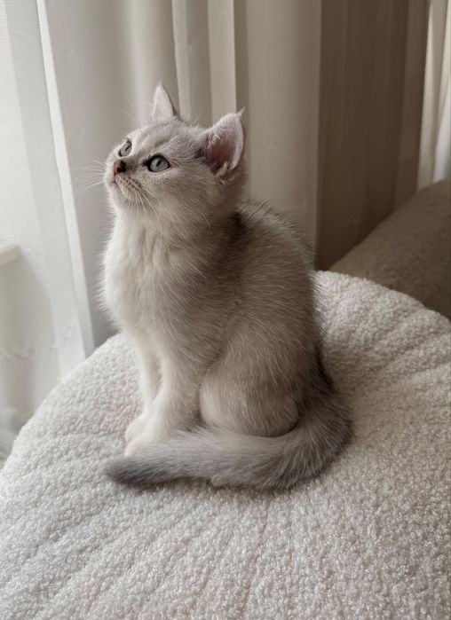 British Shorthair Puiut