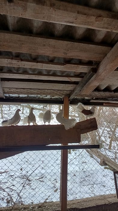 pereche porumbei metis sau curcanasi