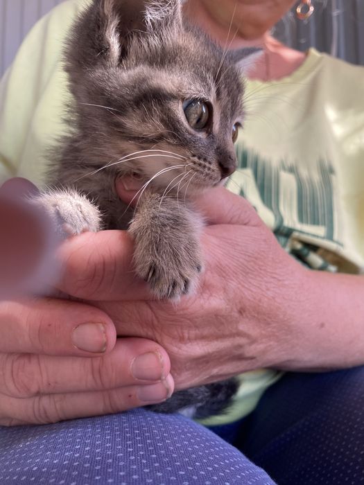 Отдам котят в добрые руки