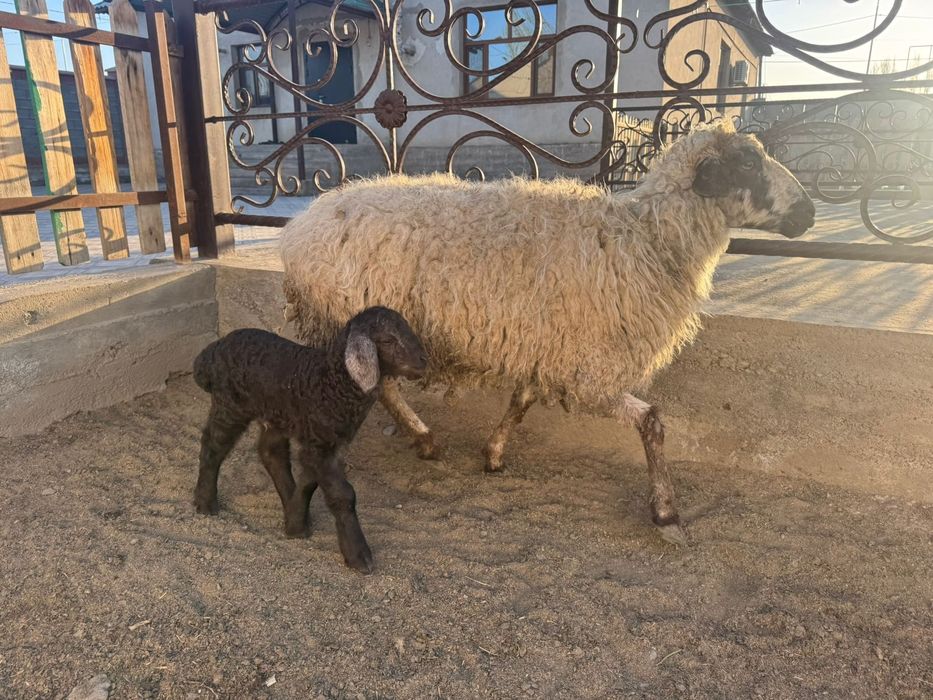 Қозылы кой сатылады. Еркек козы