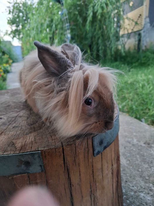 Animale de vanzare