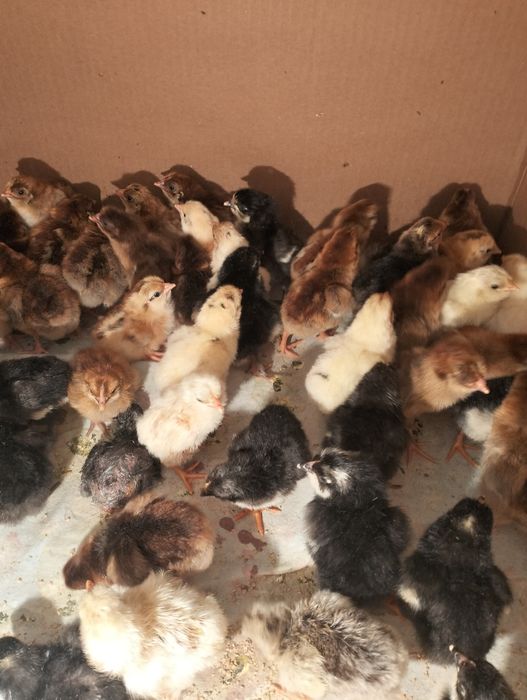 Цыплята домашние