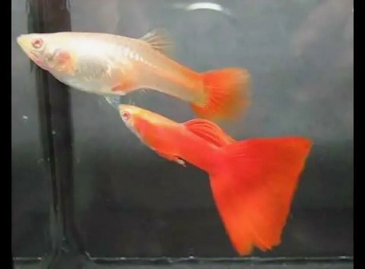 Гуппи Red albino