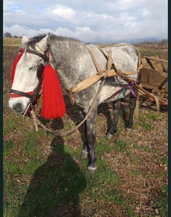 Se vinde iapă de 12 ani