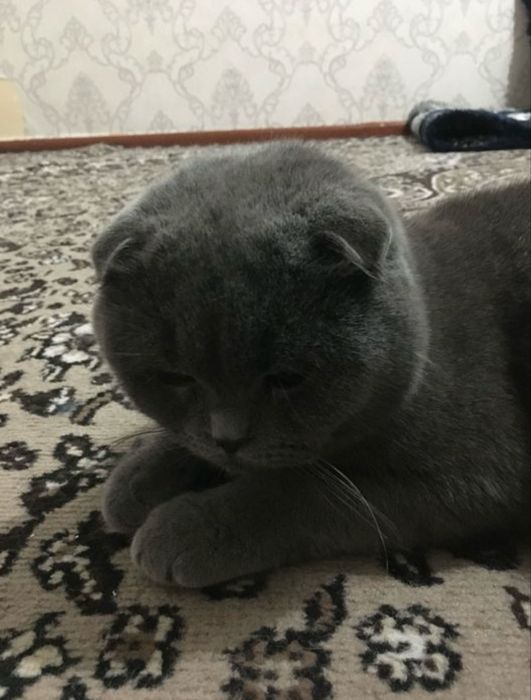 Scottish Fold o'g'il va Scottish stright qiz bola mushuklar