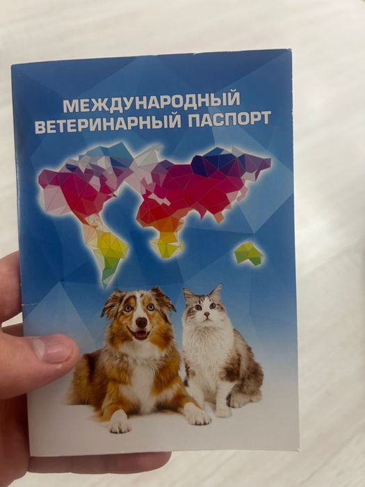 Продается кошка шотландка