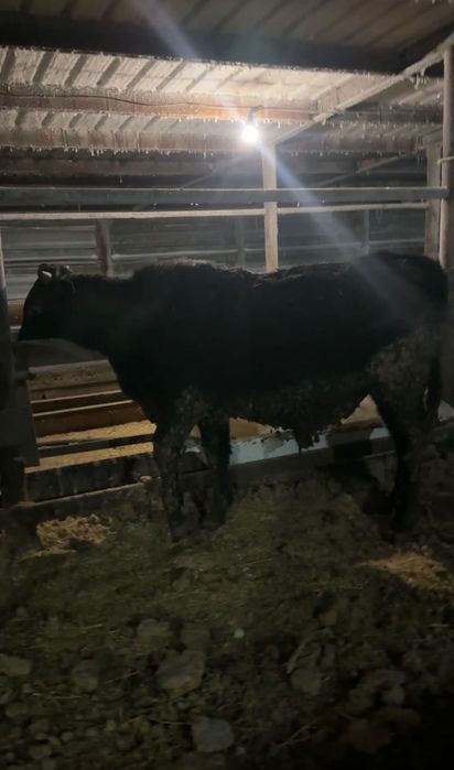 Бычки 11 голов на откорме