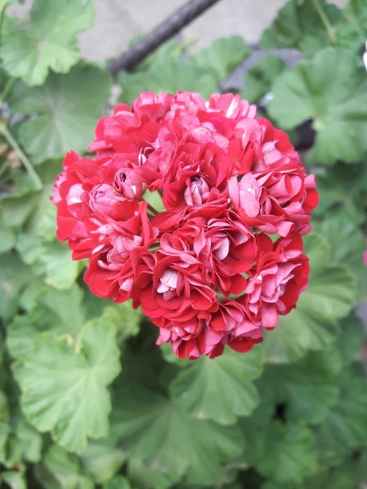 Резници мушката и сакъзчета