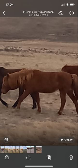 Продается соғым, дөнежін байтал