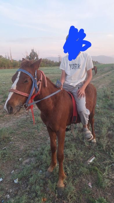 Жуас тай сатамын