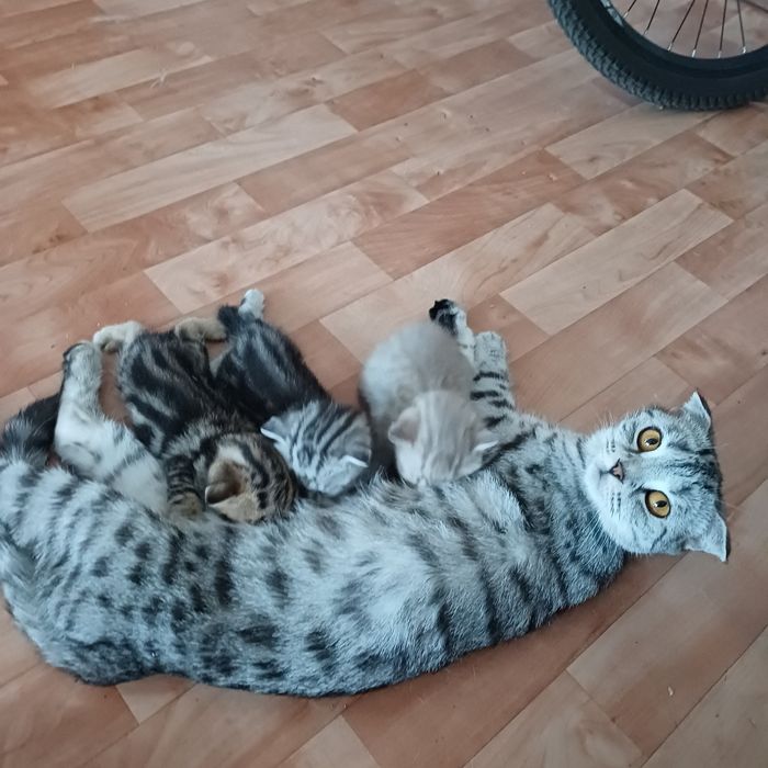 шотландские котята