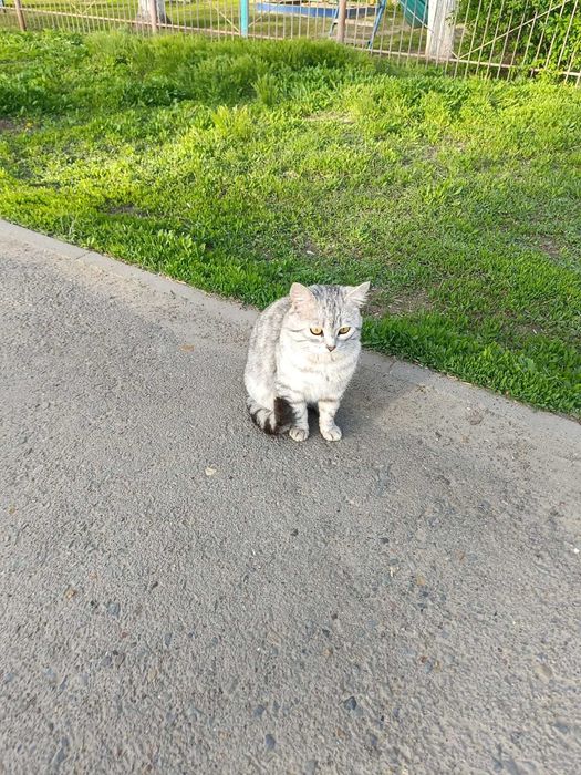 Ищем дом умному и ласковому котику