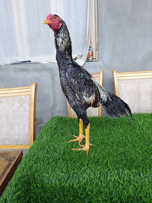 Dakan xoroz sotiladi