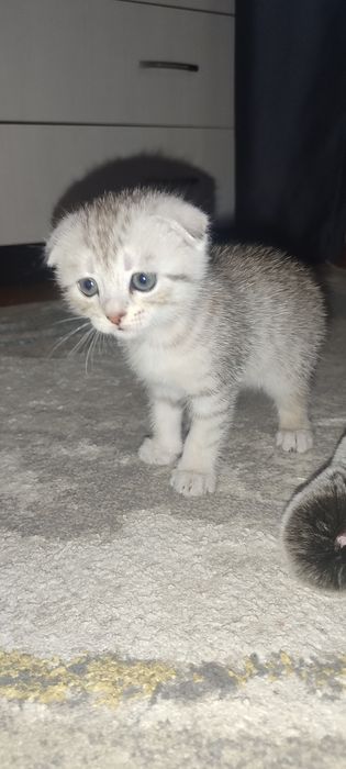 Продам котёнка скоттиш фолд