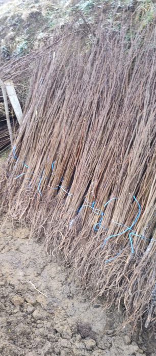 Puieți salcâm frasin tei fag carpen stejar mesteacăn plop brad molid