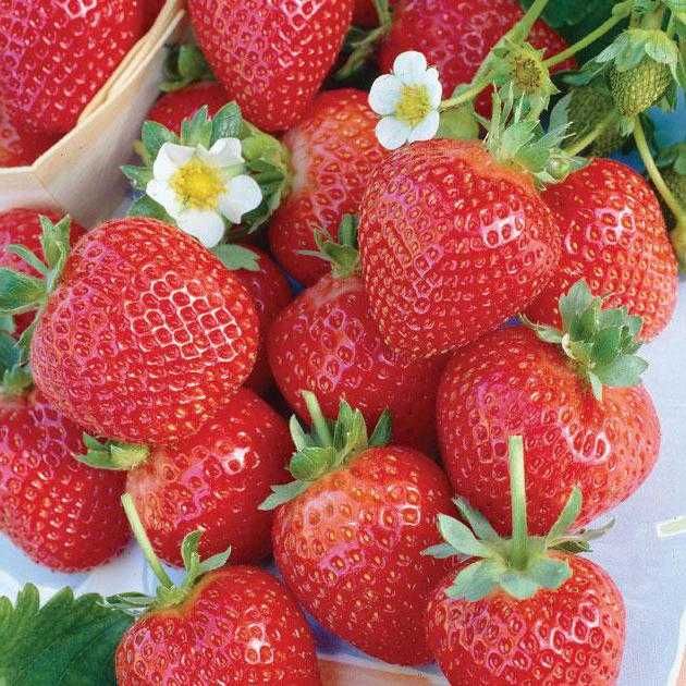 Внимани само эа ценители Расад ягоди и малини