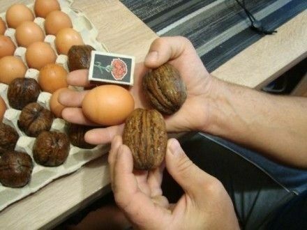 ЁНГОК КУЧАТЛАРИНИ 6 Хил сорти бор сортига кафолат берамиз