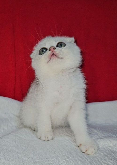 Шикарная Серебристая Шиншилла девочка