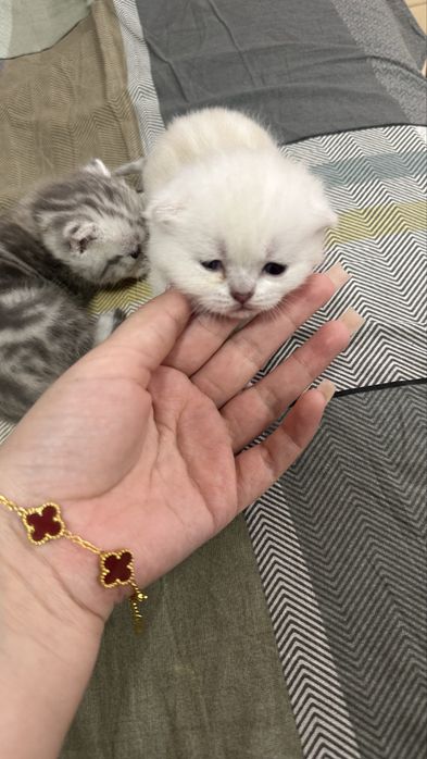 шотландские котята