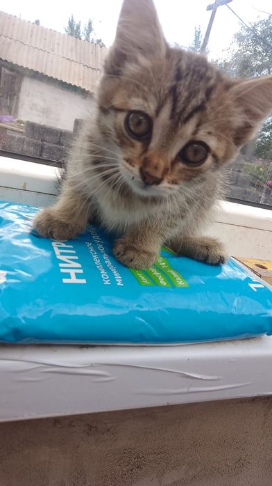 Отдам бесплатно котят