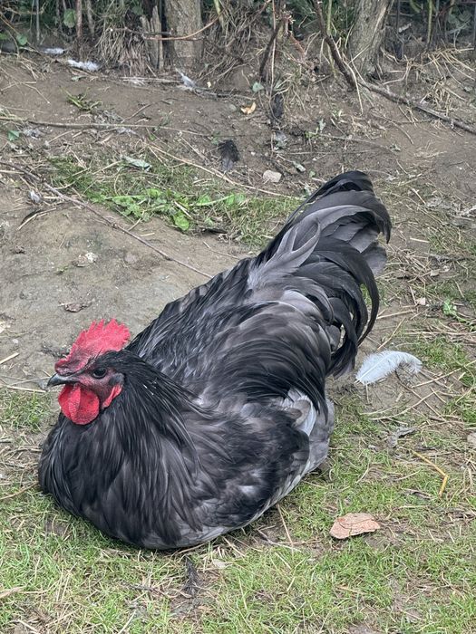 Vand perechi sau familii Australorp Negru Albastru