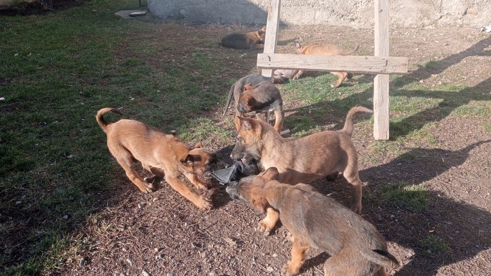 Бельгийская овчарка күшіктер сатылады