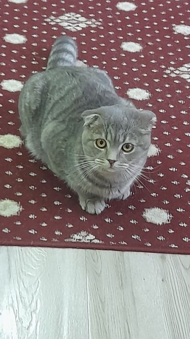 Продали мушук сотилади