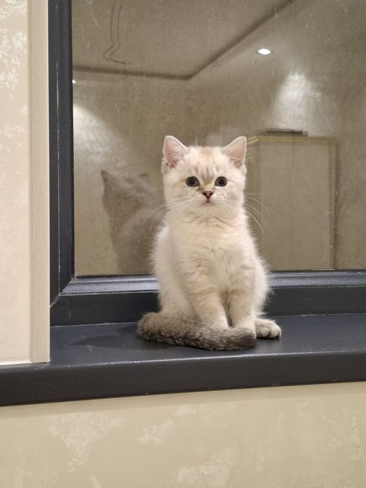 Продам британский скоттиш страйт