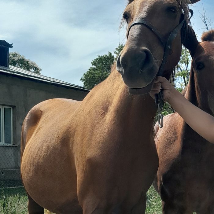 Таза қан данчак бие сатылады