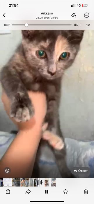 Отдам в добрые руки котеночка