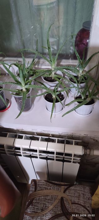 Продам продам отльл