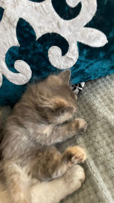 мейн кун  котик пародистый