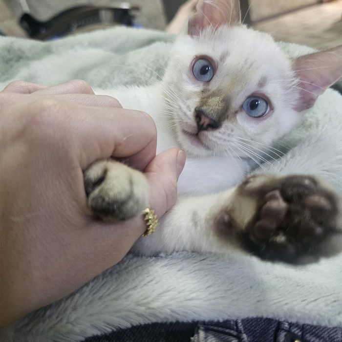 Бенгальский котенок  окрас снежный