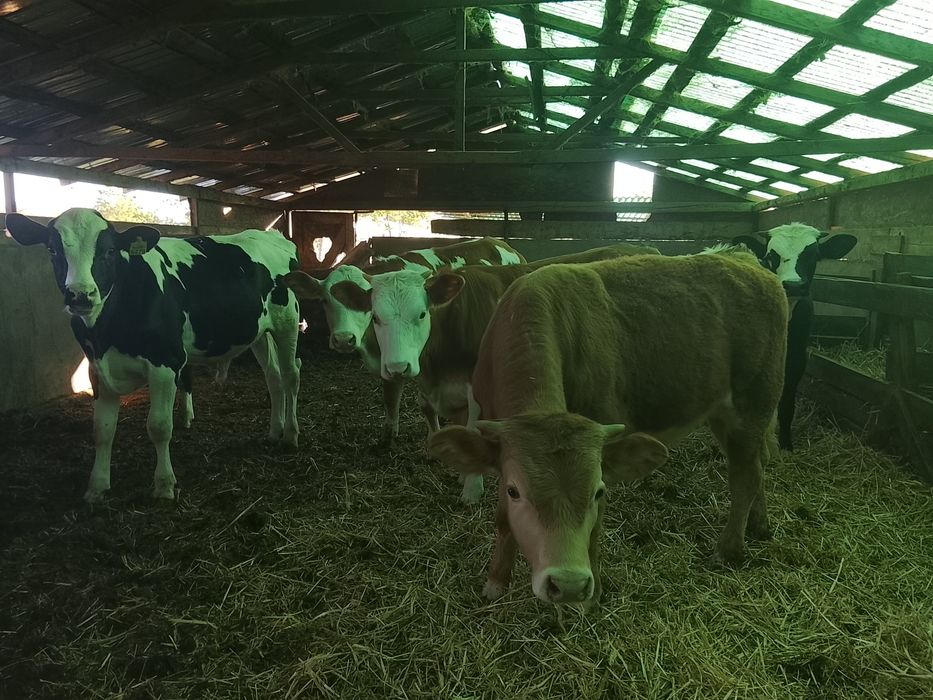 Vând viței mari detalii la Nr 0749487088