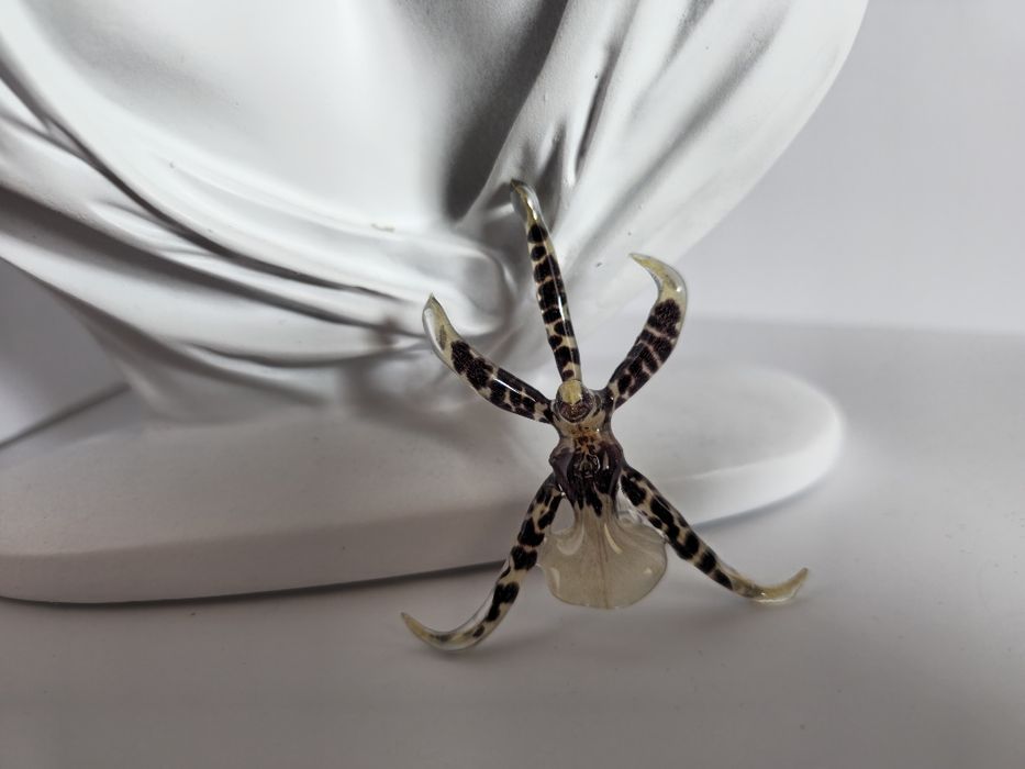 Брошки с естествен цвят на орхидея.