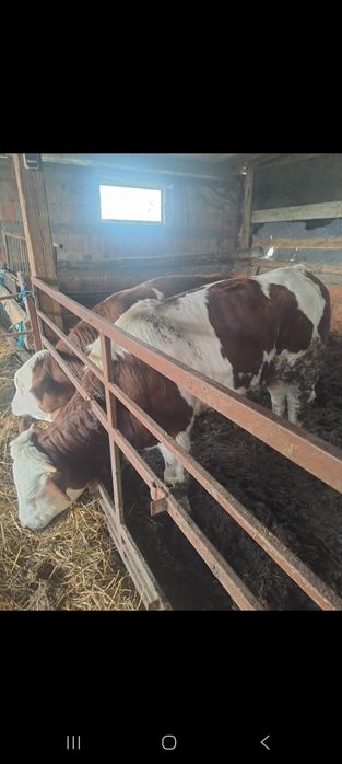 Vând viței de boxă