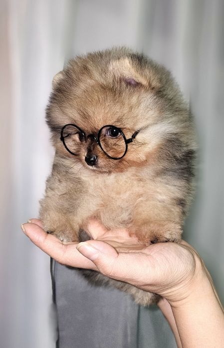 Померанский шпиц.