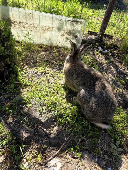 Iepurași de vanzare (marele German)