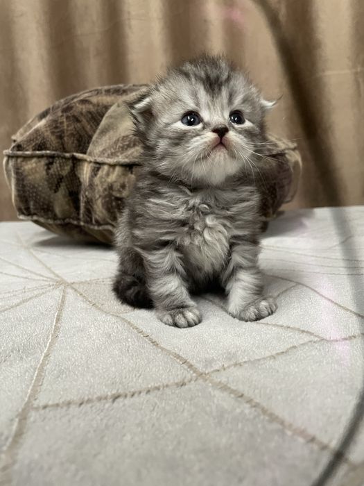 Котята Шиншилята