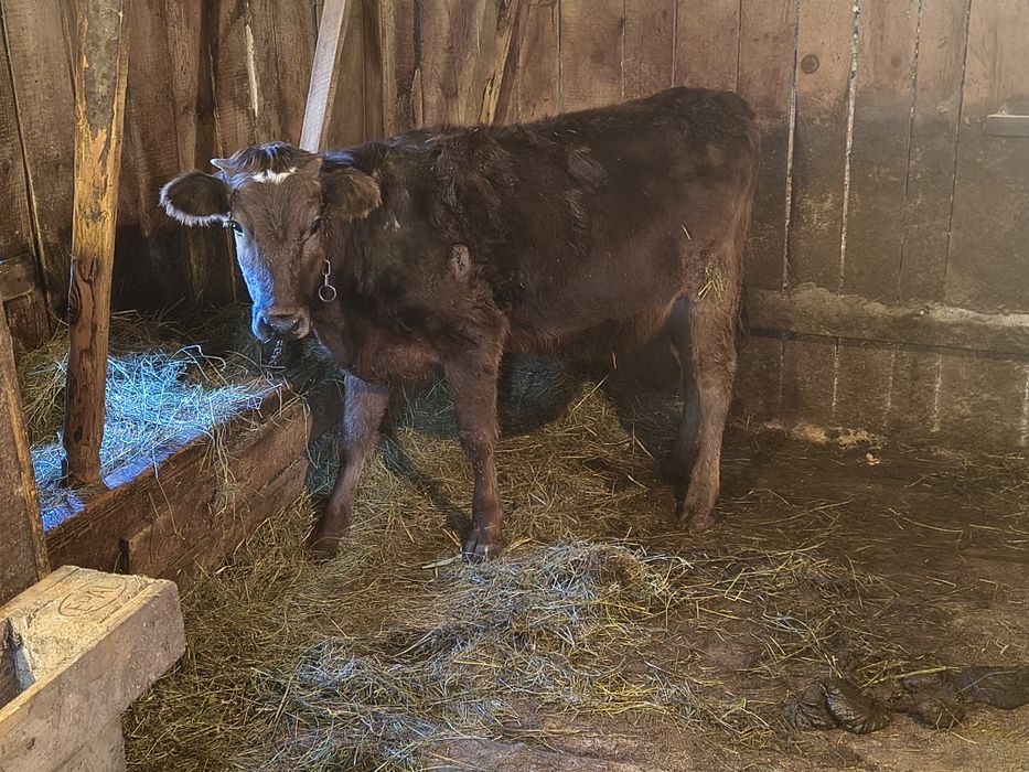 Vind o vițică de un an frumoasă