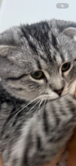 Котенок в добрые руки, девочка