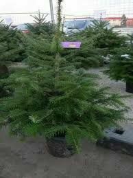 Vand pini la ghiveci și brazi  la ghiveci